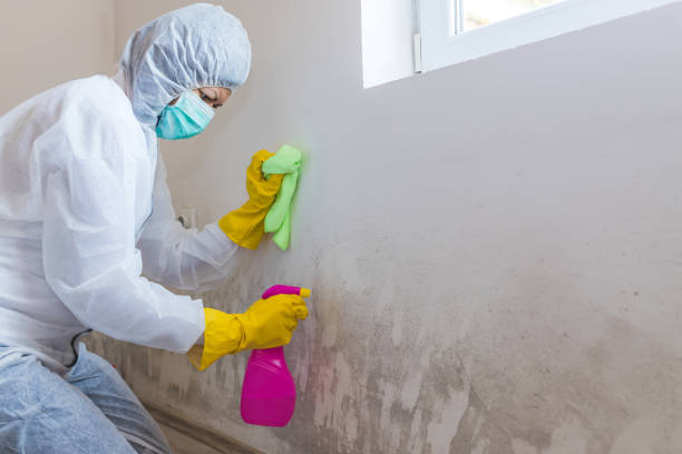 Why You Should Choose Our Mold Remediation Services in Charleston, SC